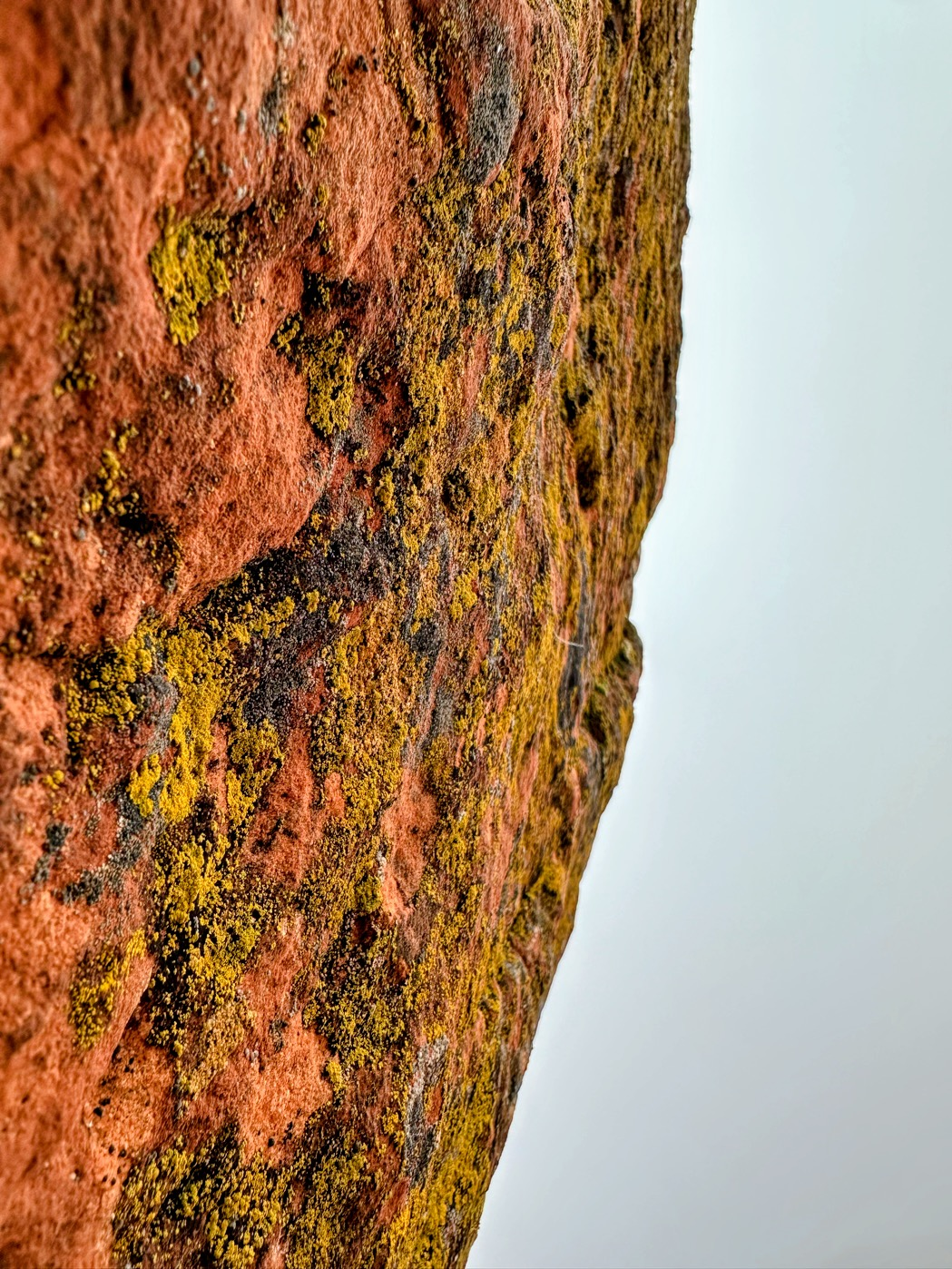 lichen on red rock
