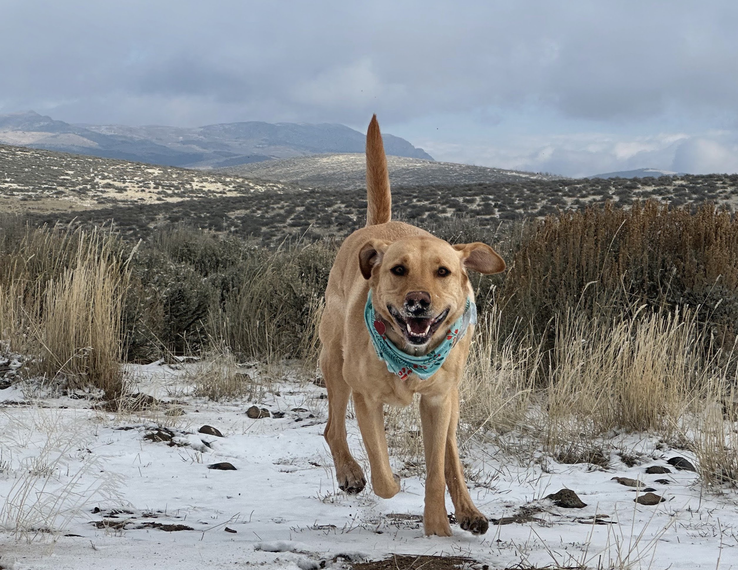 ginger in her element 