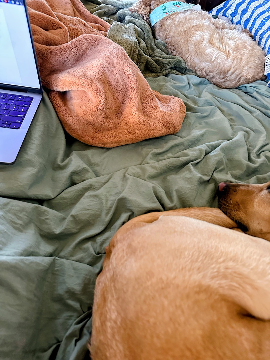 two dogs and a laptop