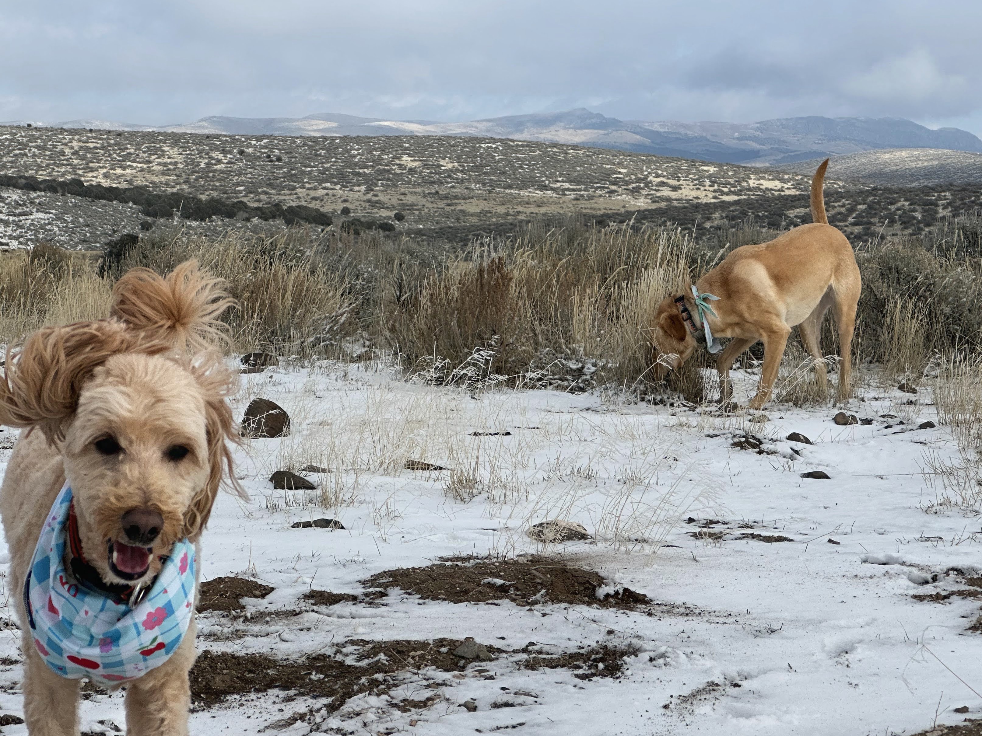 kit running and ginger in the background 
