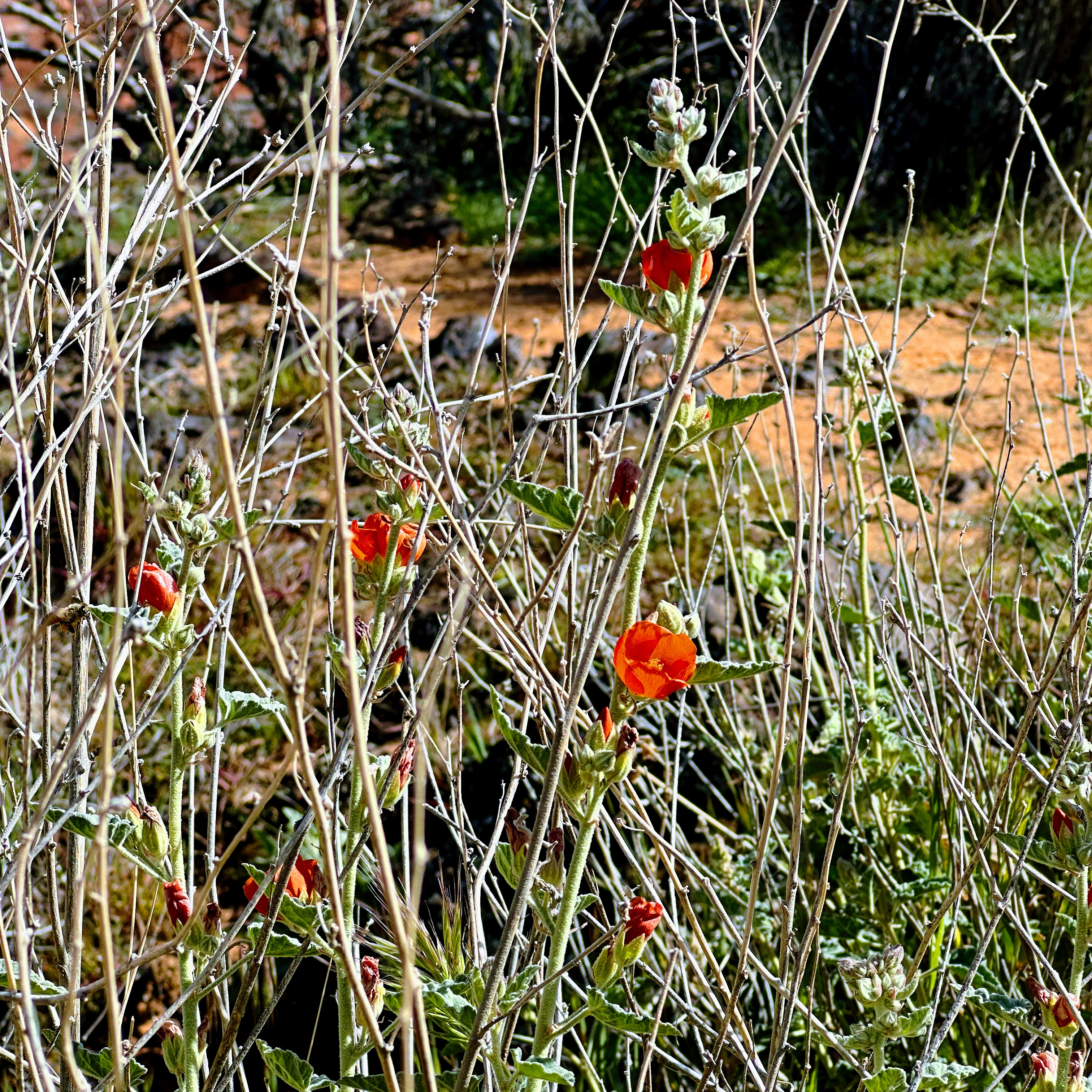 apricot mallow in bloom