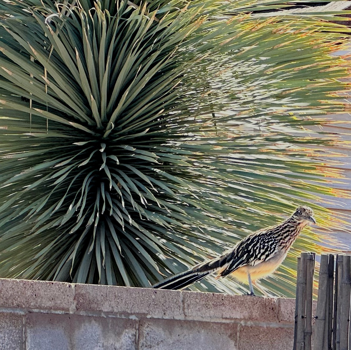 regal roadrunner