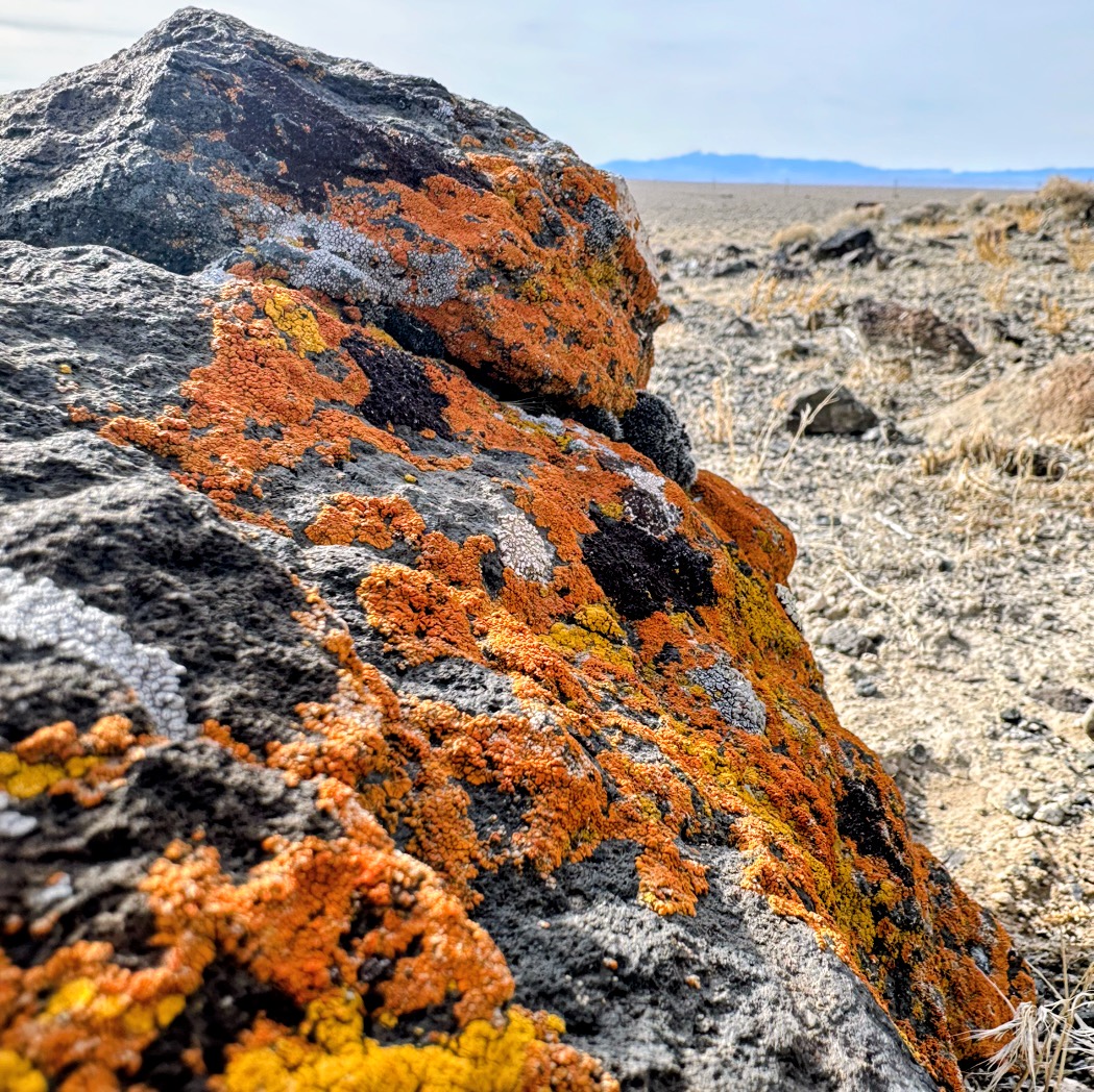bright orange lichen on a rock