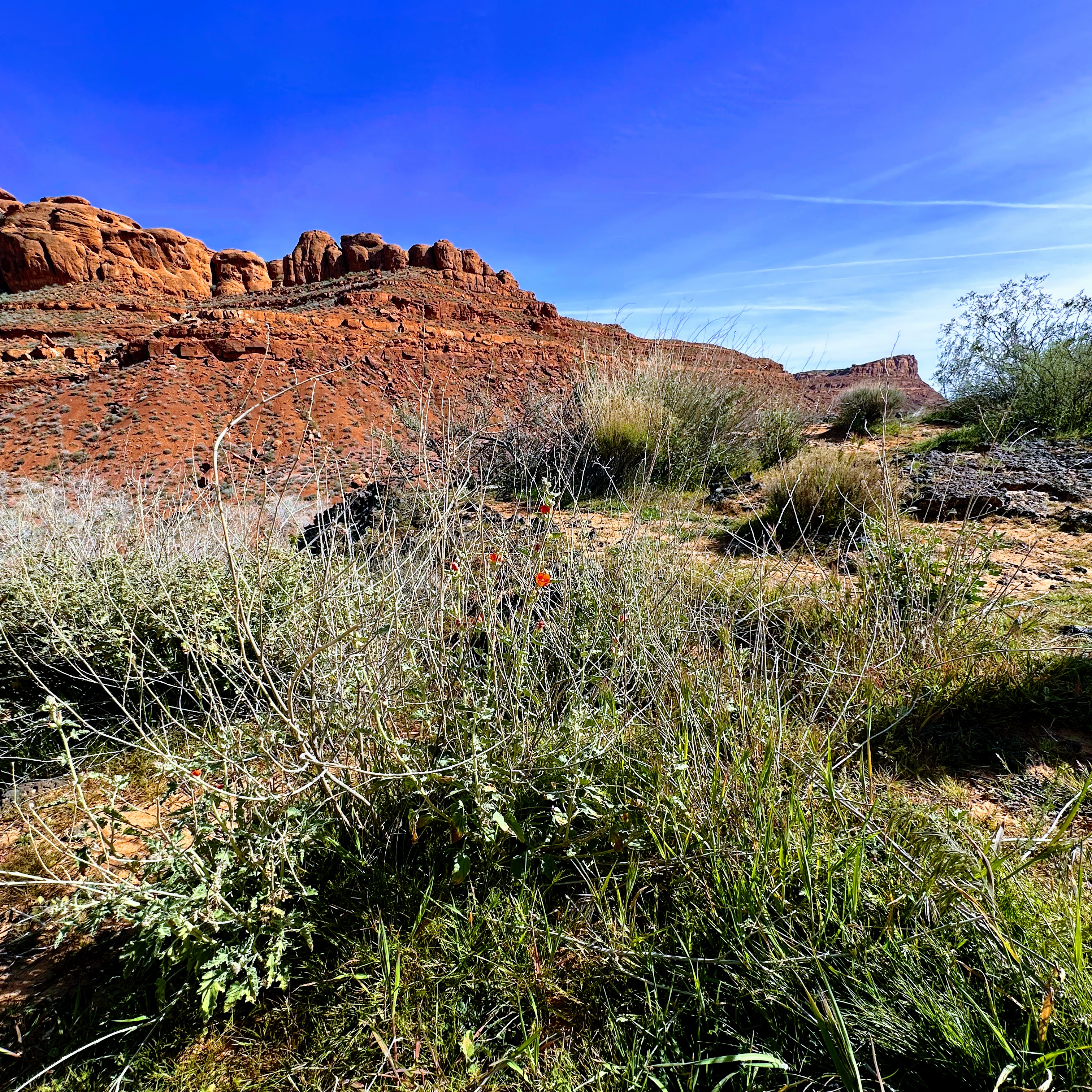apricot mallow in the foreground with red rocks and blue skies in the background