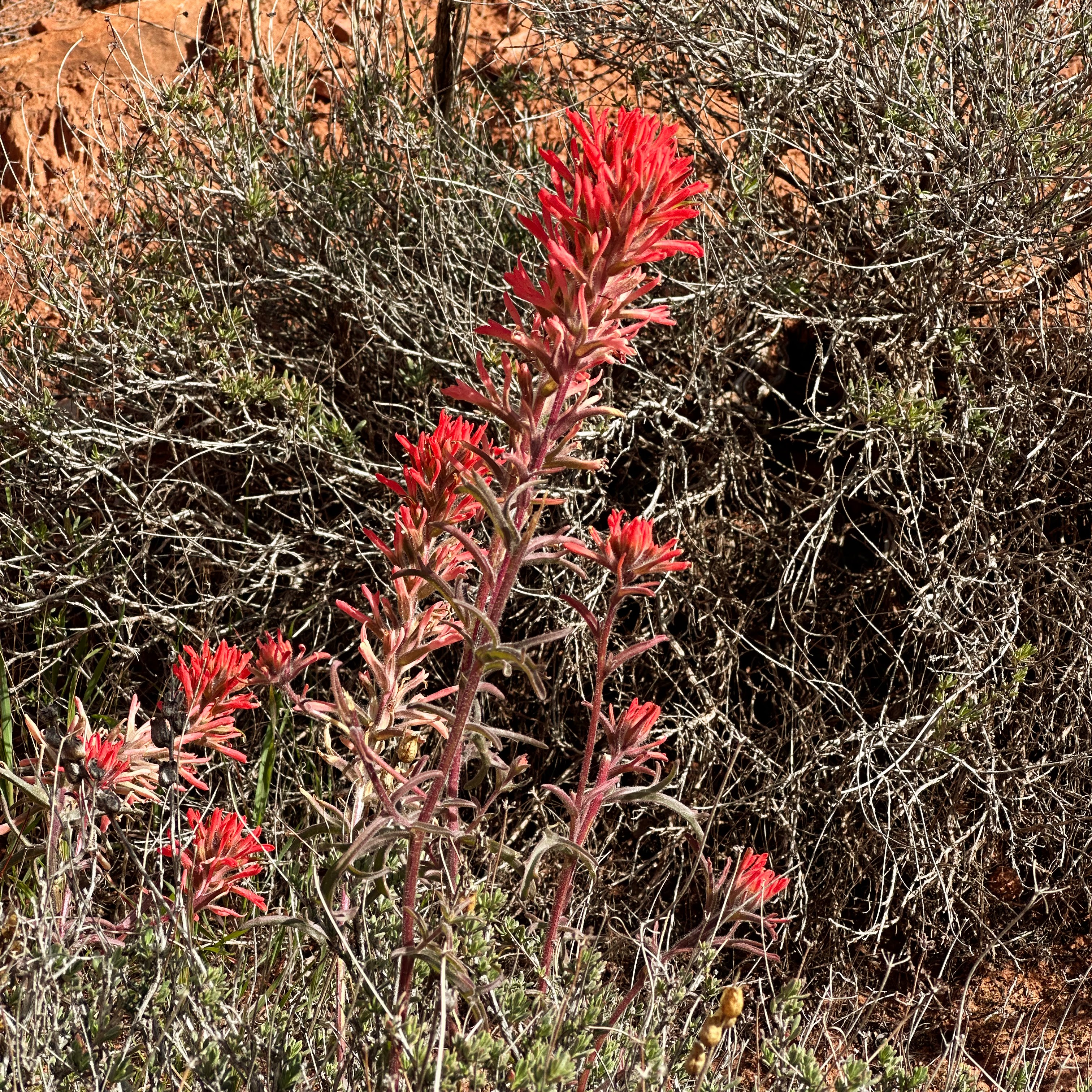 more scarlet paintbrush
