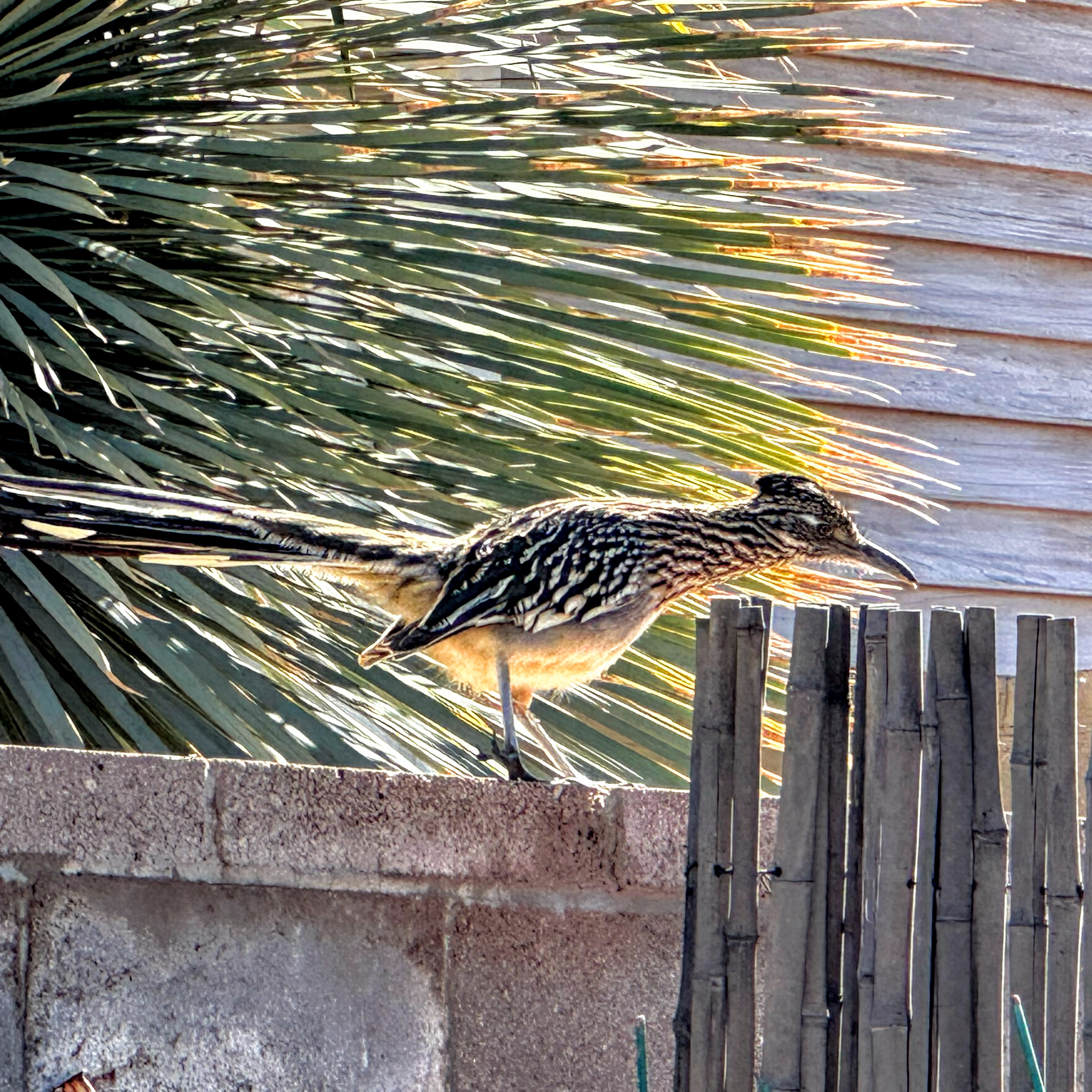 roadrunner about to take off