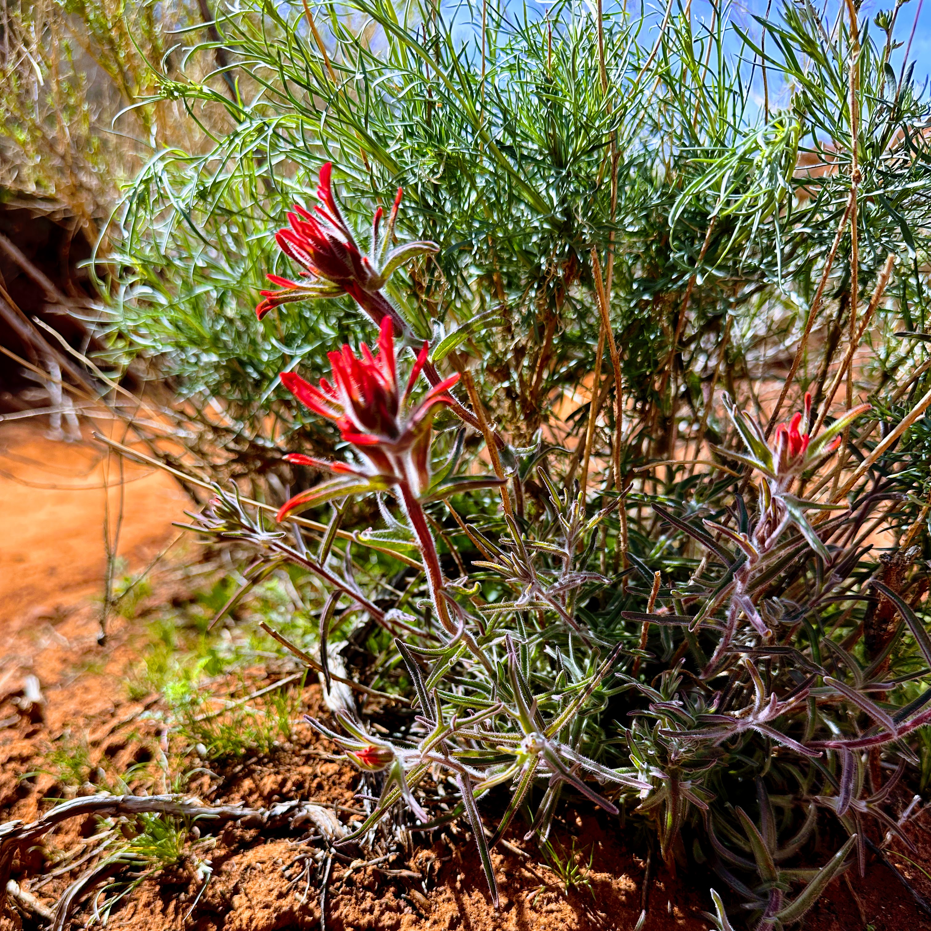 scarlet paintbrush in bloom