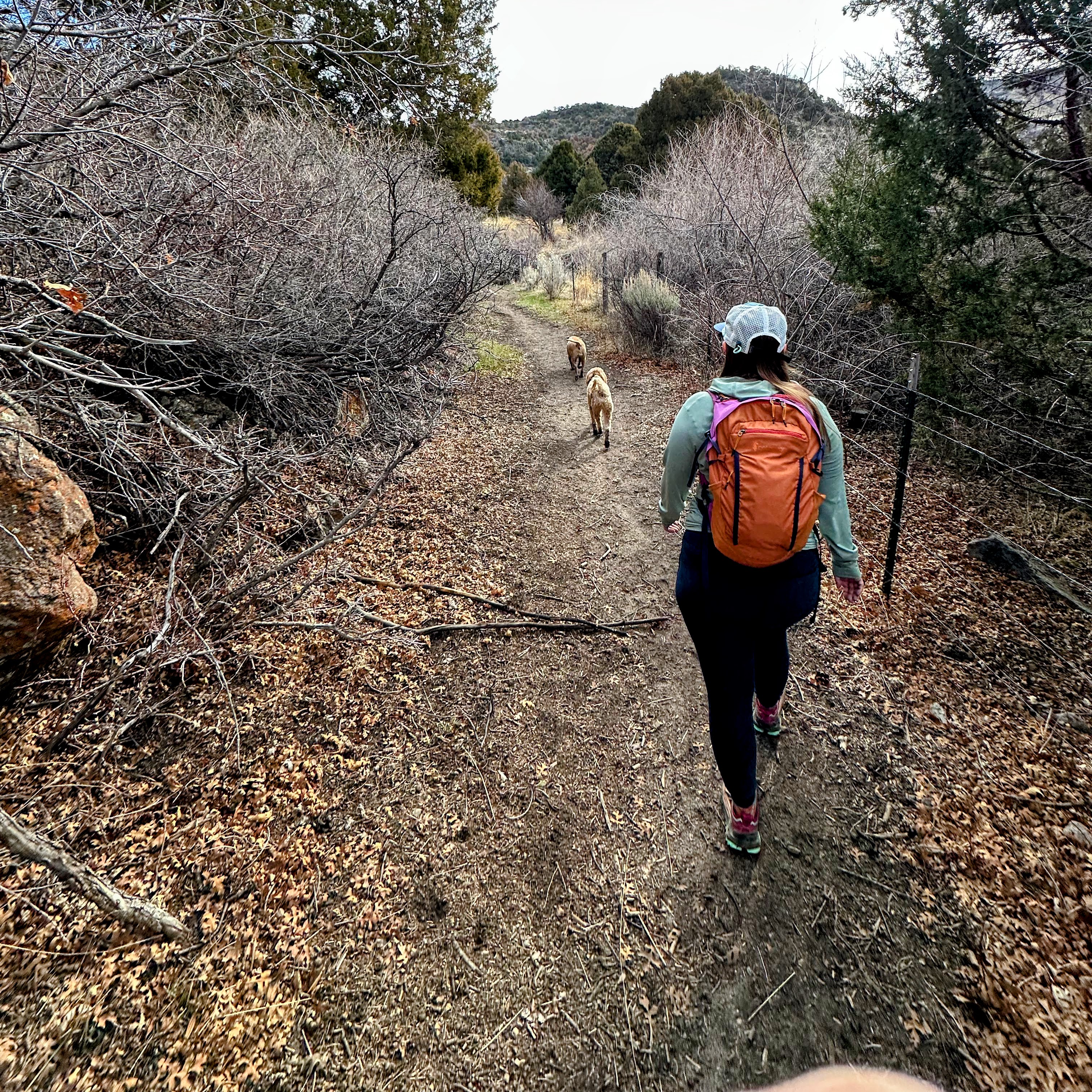 azure and two of the doggies