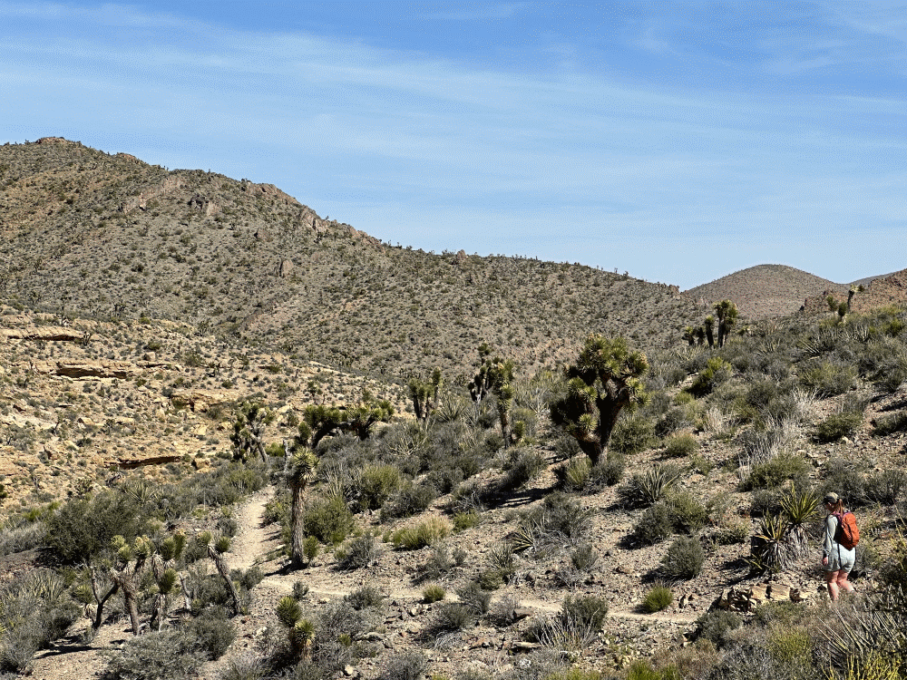 Animated wide-angle view of a desert hillside on the descent, with scattered Joshua trees, layered rocky ridges, a faint dirt trail switchbacking down, and a hiker visible on the right giving scale