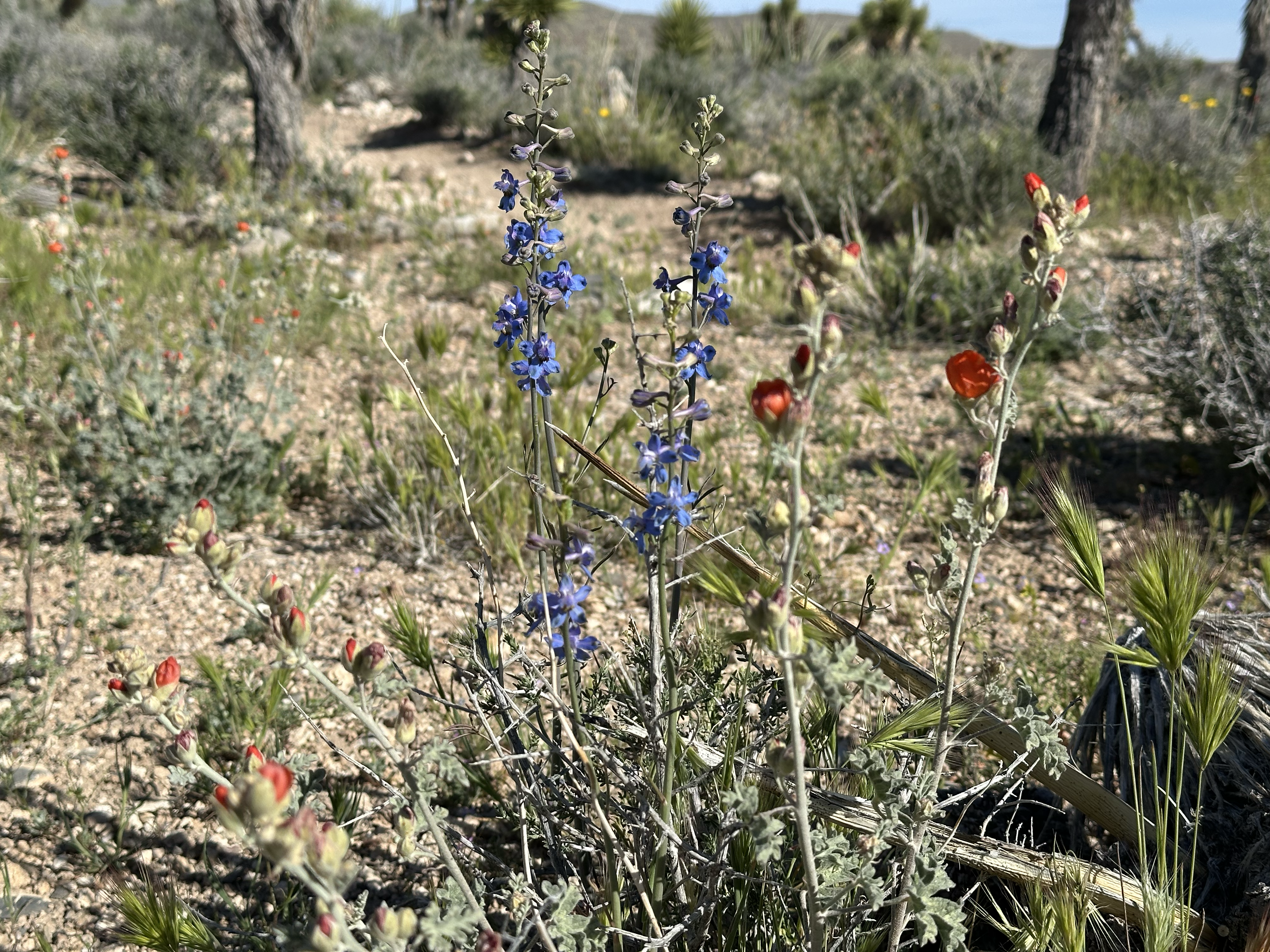 Desert larkspur with tall blue-purple flower spikes in the foreground, with orange globemallow blooming in the background
