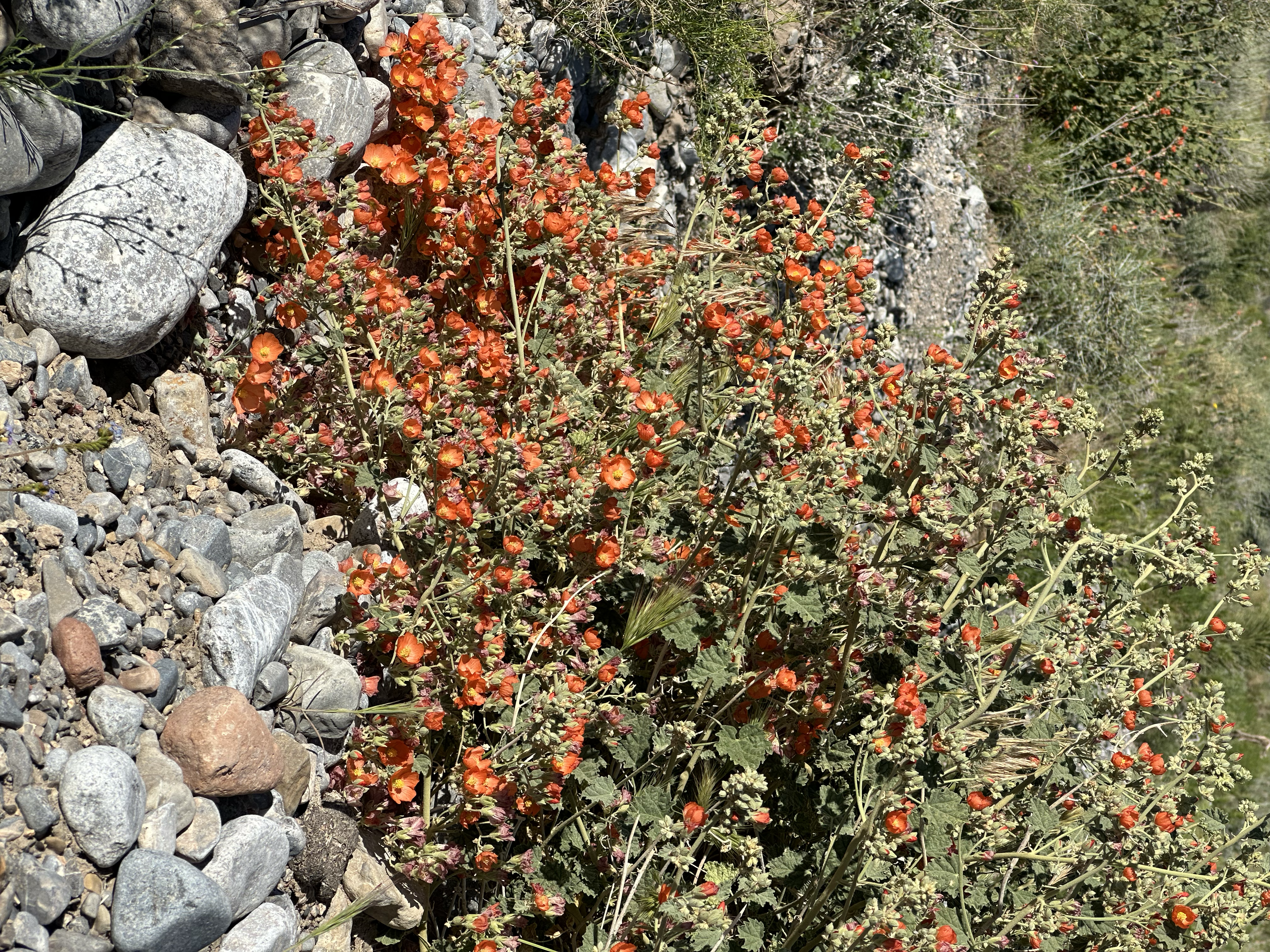 A dense bush of desert globemallow covered in small bright orange flowers, growing among dark volcanic rocks