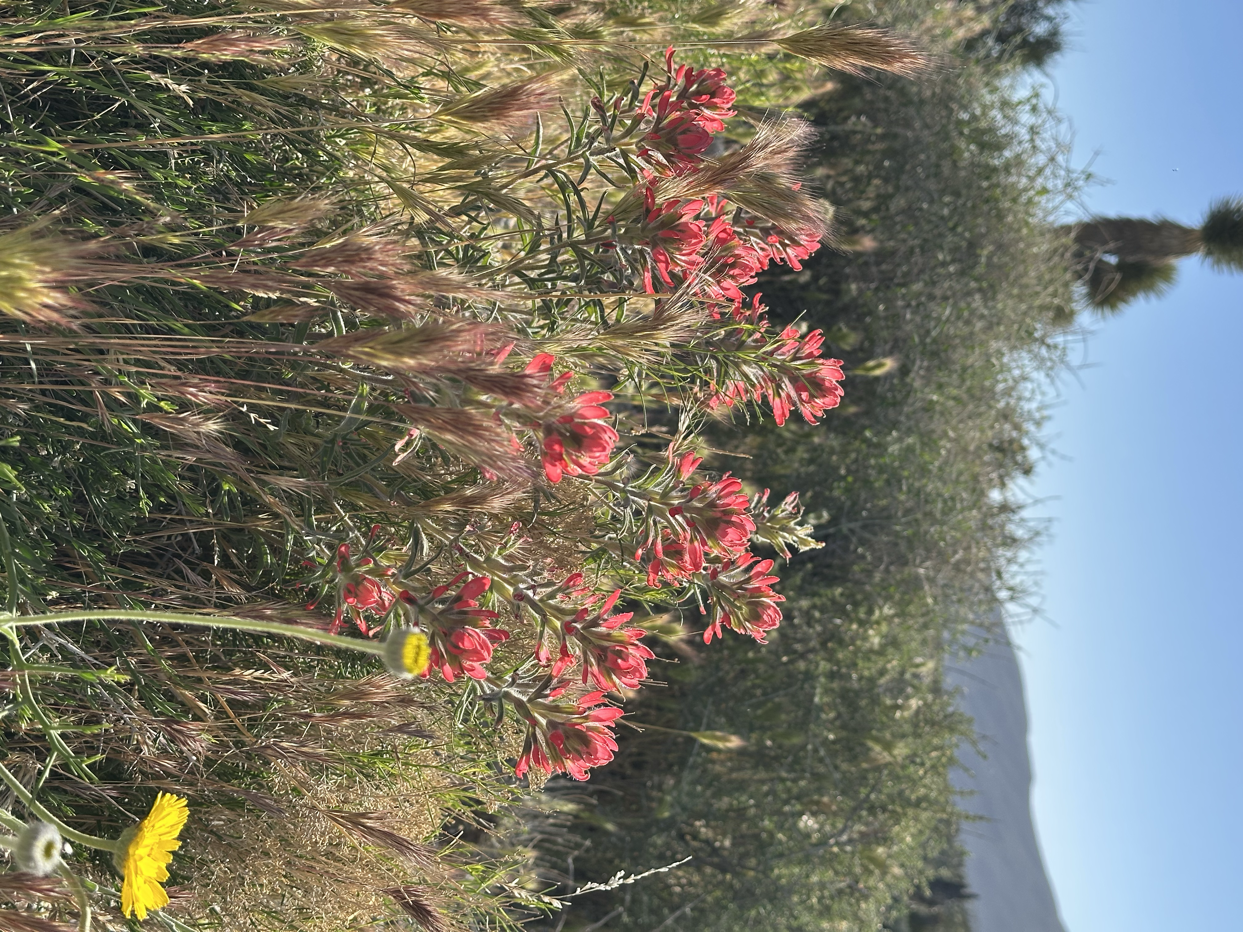Bright red and pink Indian paintbrush blooming in the foreground against a backdrop of desert scrub and mountains under blue sky