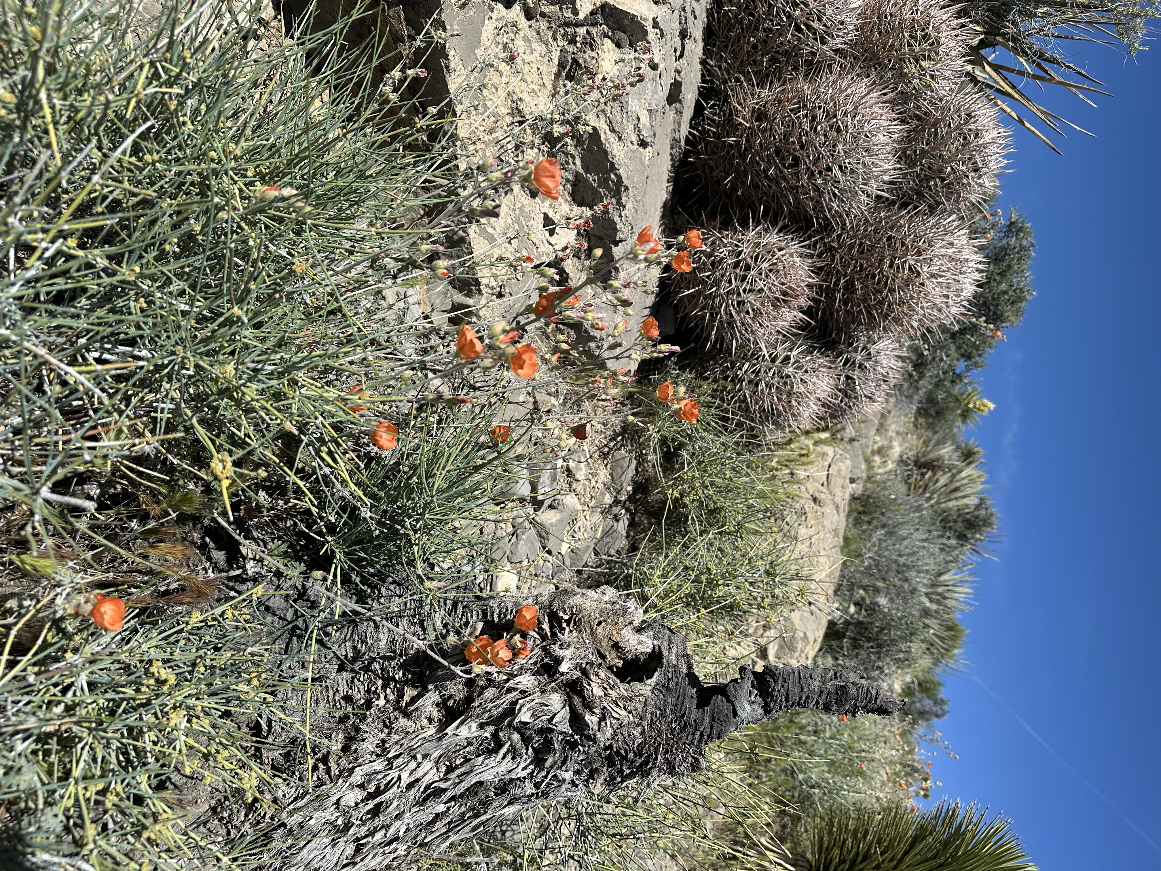 A rocky desert trail with orange globemallow and scattered wildflowers growing between dark boulders and desert shrubs on a hillside