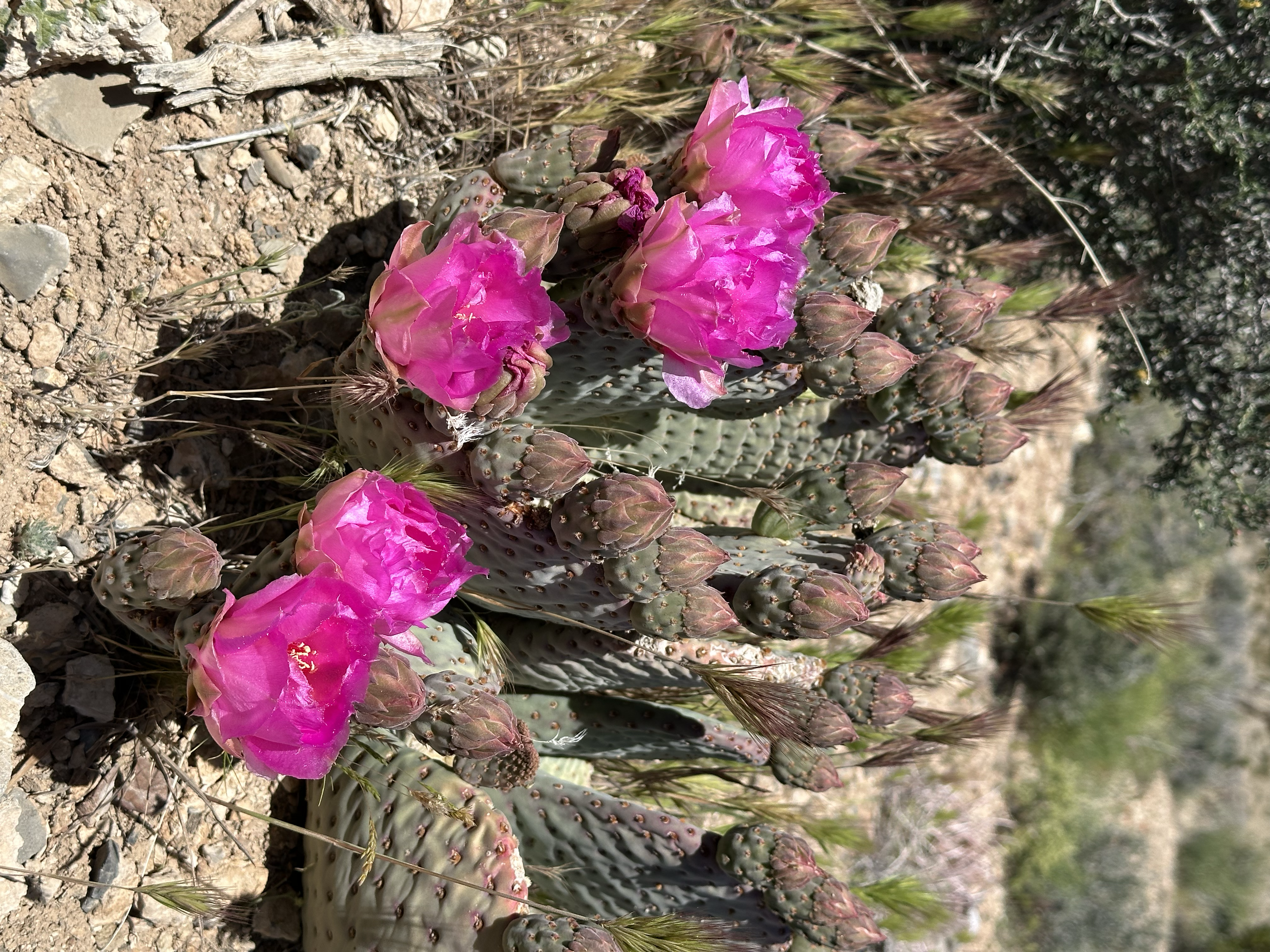 A beavertail cactus in full bloom with multiple large electric magenta-pink flowers opening across its flat pads, surrounded by desert gravel