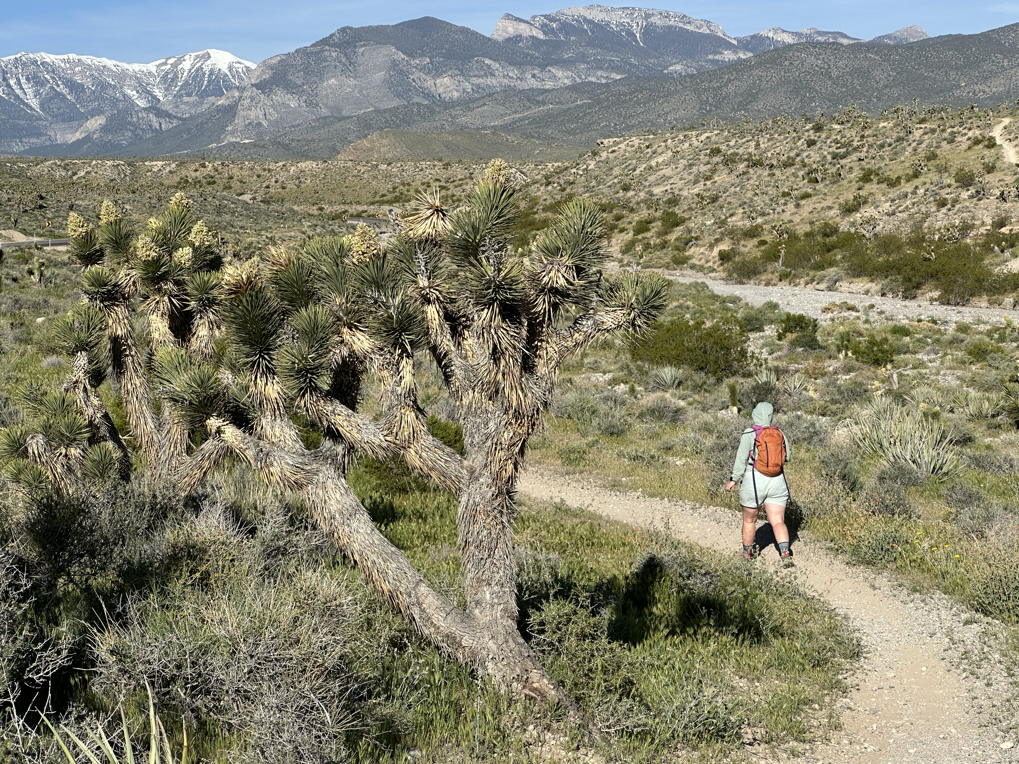 Hiker walking a dirt trail through the Mojave desert with a large Joshua tree in the foreground and snow-capped Spring Mountains in the distance