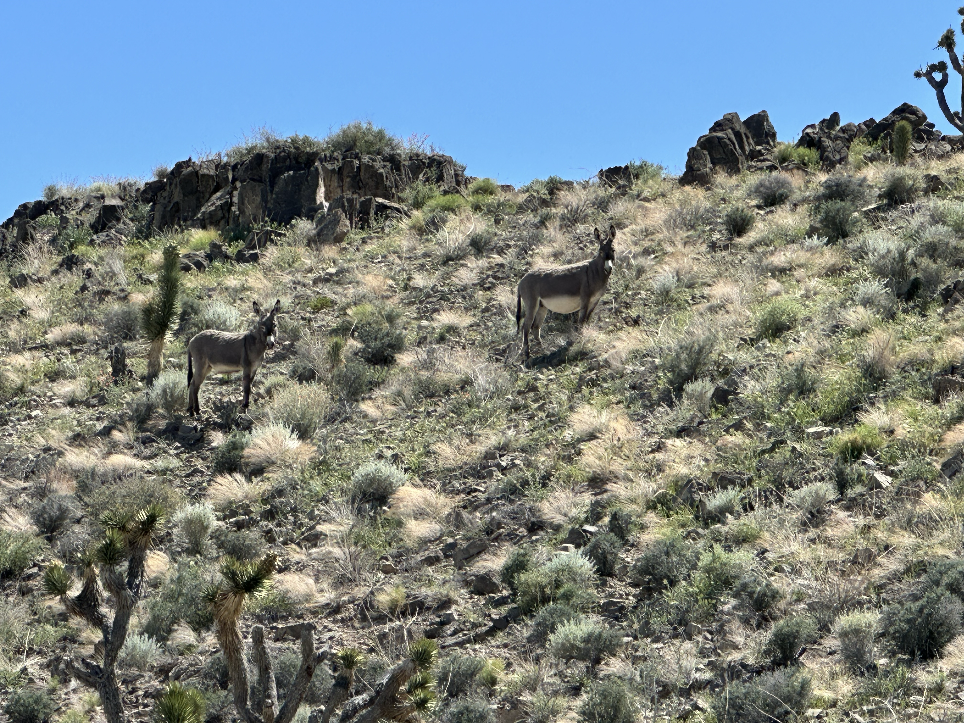 Two wild burros standing on a rocky brush-covered hillside, looking down at the camera from a rocky knob above the trail
