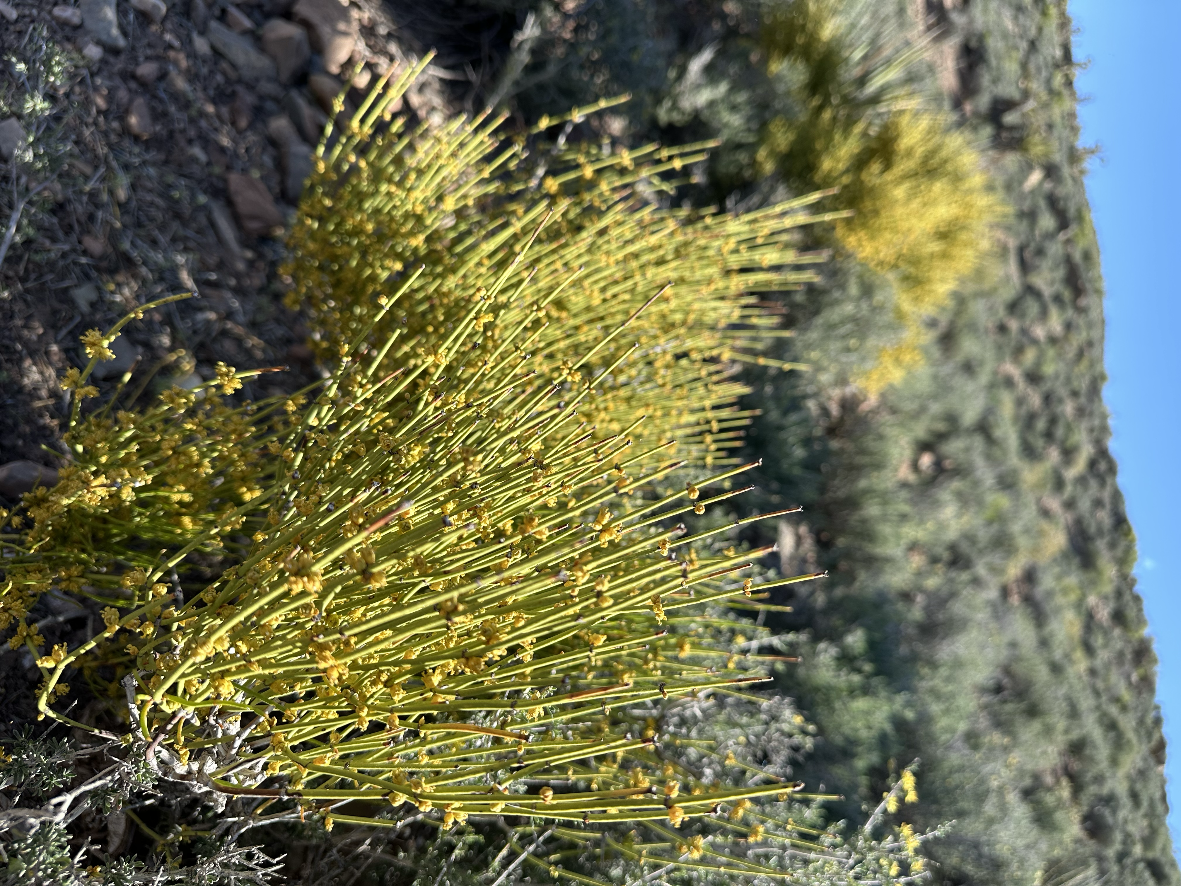 Mormon tea shrub in full yellow-green bloom, its upright jointed stems bearing tiny yellow flowers, with sage and desert shrubs in the background