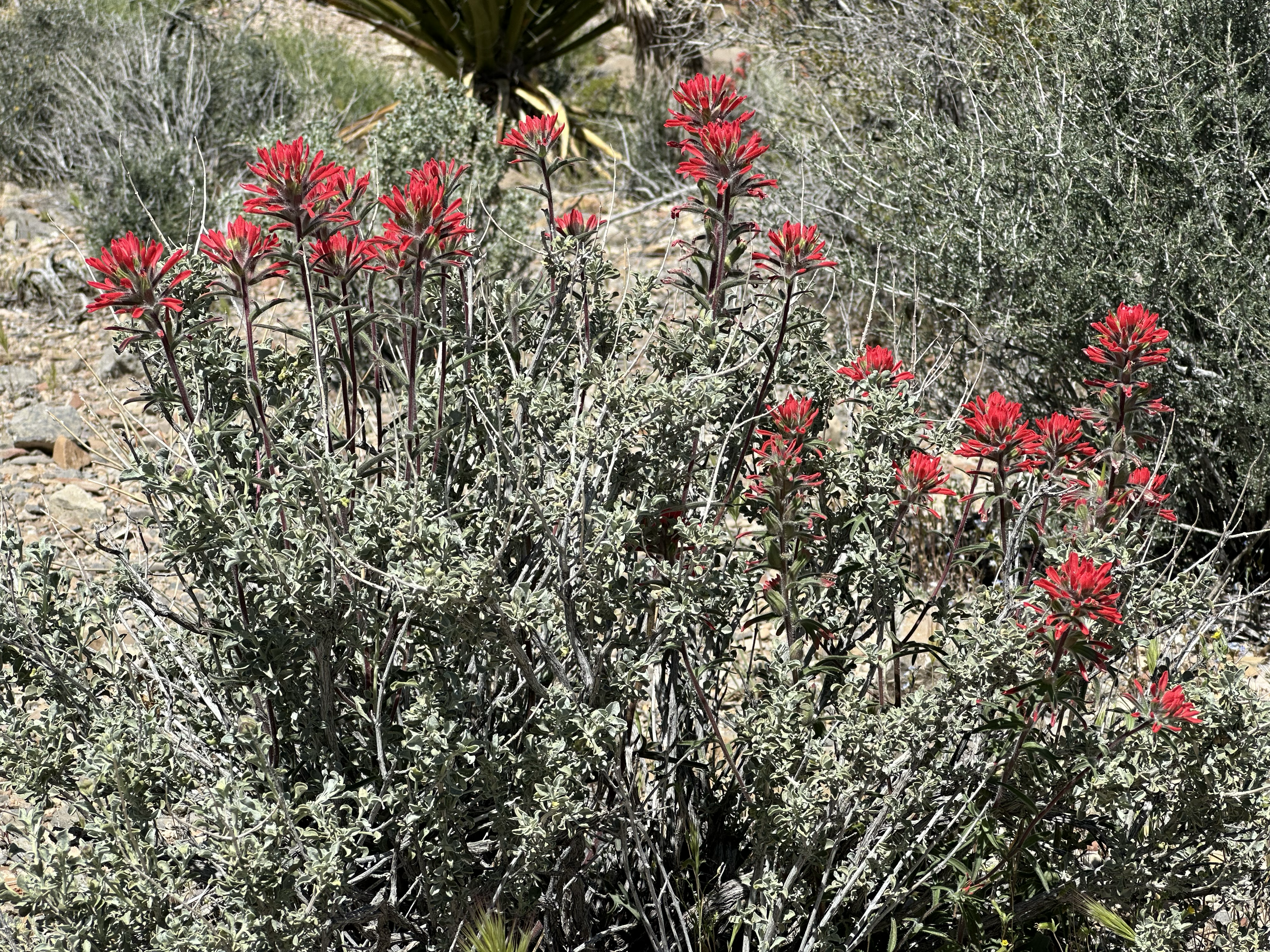 Deep crimson Indian paintbrush blooming vibrantly against a background of pale desert shrubs and a Joshua tree on a dry hillside