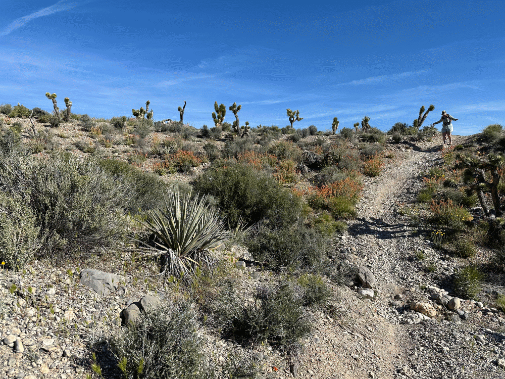 Animated motion photo of a hiker walking a rocky desert trail lined with desert shrubs, with Joshua trees scattered across the hillside above under a clear blue sky