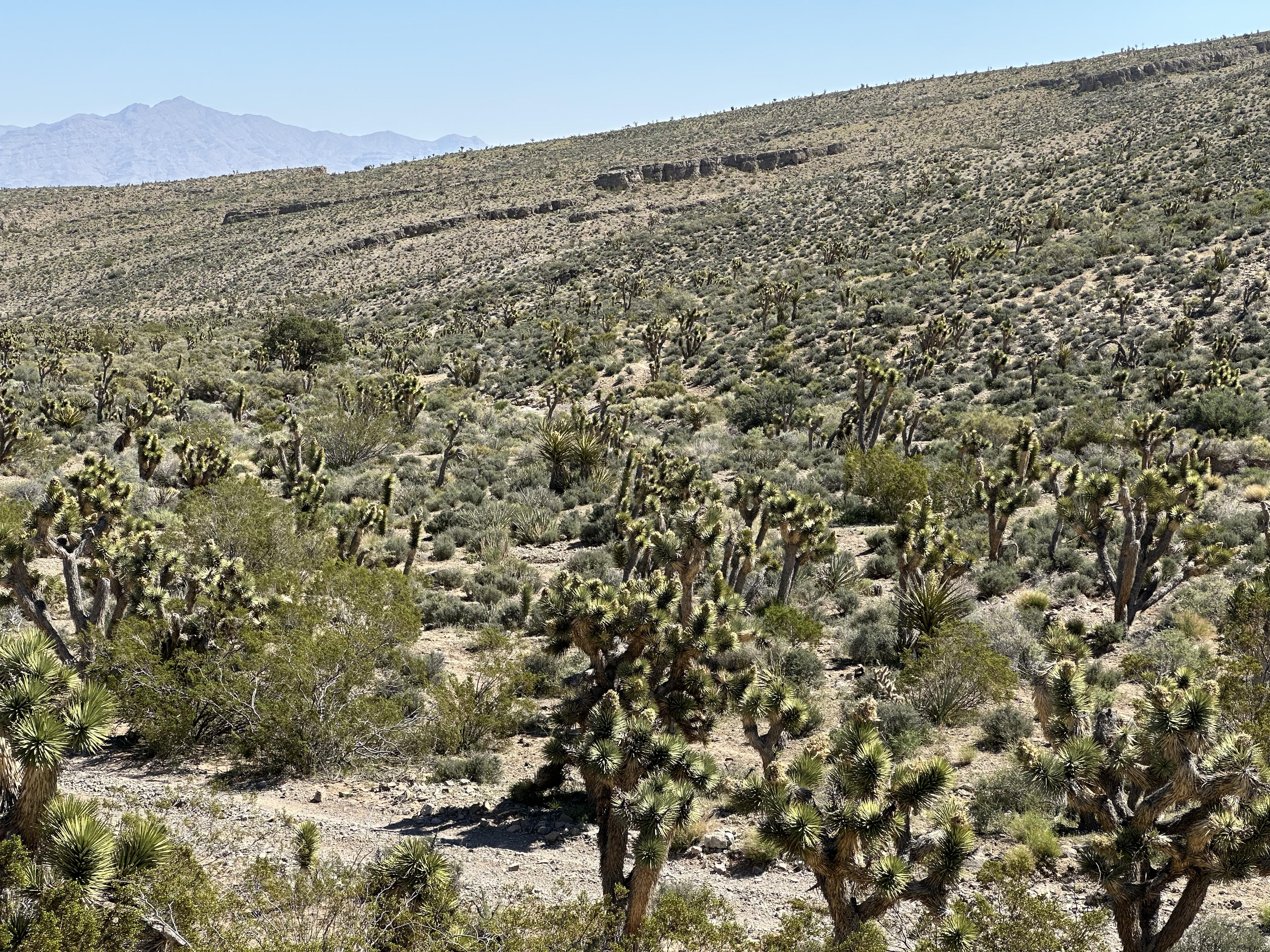 A hillside densely covered with Joshua trees stretching up toward a rocky ridgeline under a clear blue sky, with desert scrub filling the spaces between